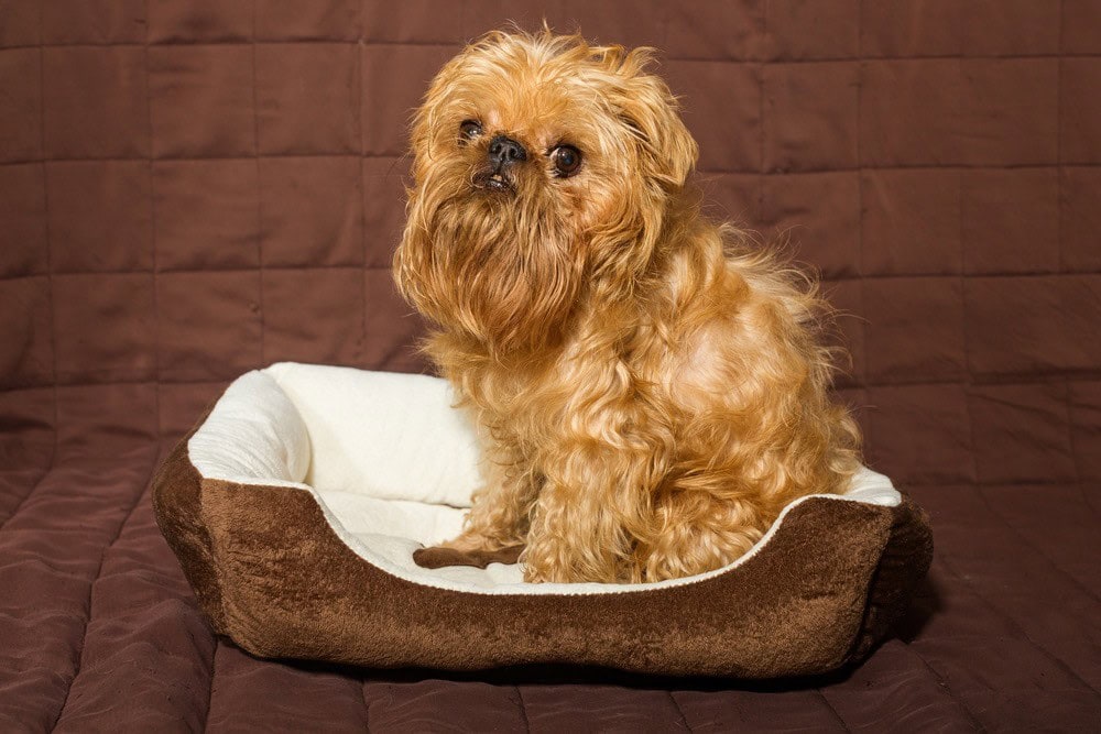 Broodle Griffon (Brussels Griffon & Poodle Mix): Info, Pictures, Characteristics & Facts