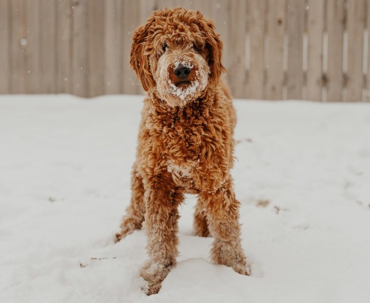 25 Most Popular Hypoallergenic Dogs (2026 Update)