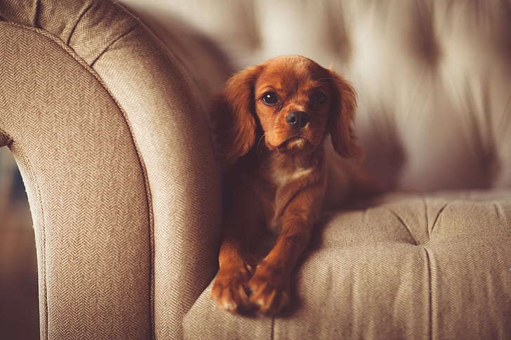 Top 10 Fabrics That Repel Dog Hair the Best