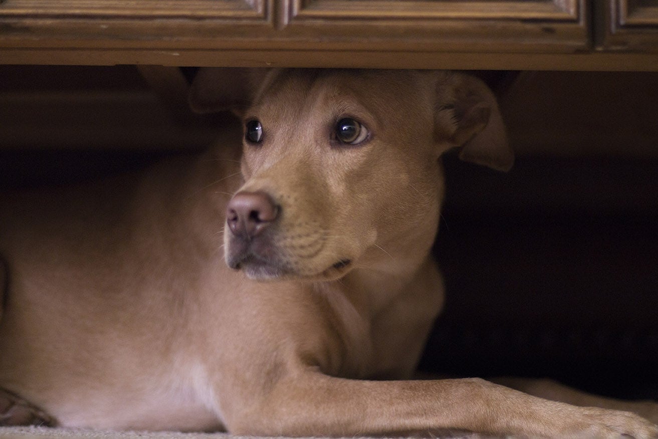 Can Dogs Sense Tsunamis Before They Happen? Facts & FAQ
