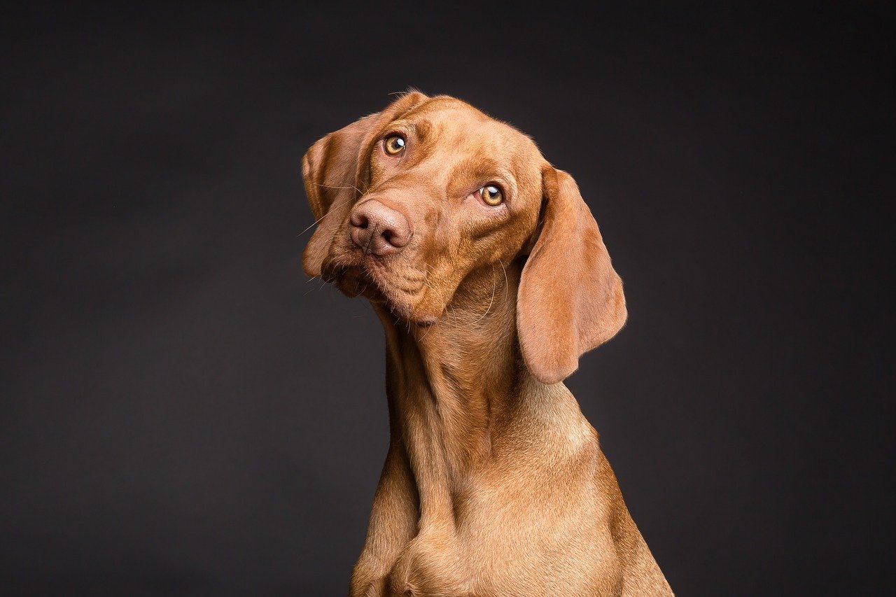 15 Dog Breeds With Amber Eyes: Info, Pictures, Facts & History