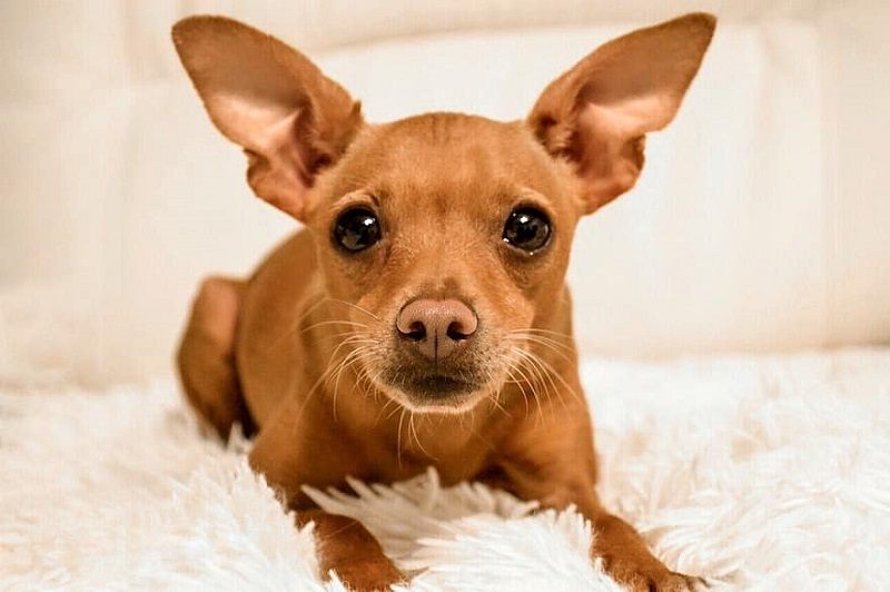 brown pinscher puppy