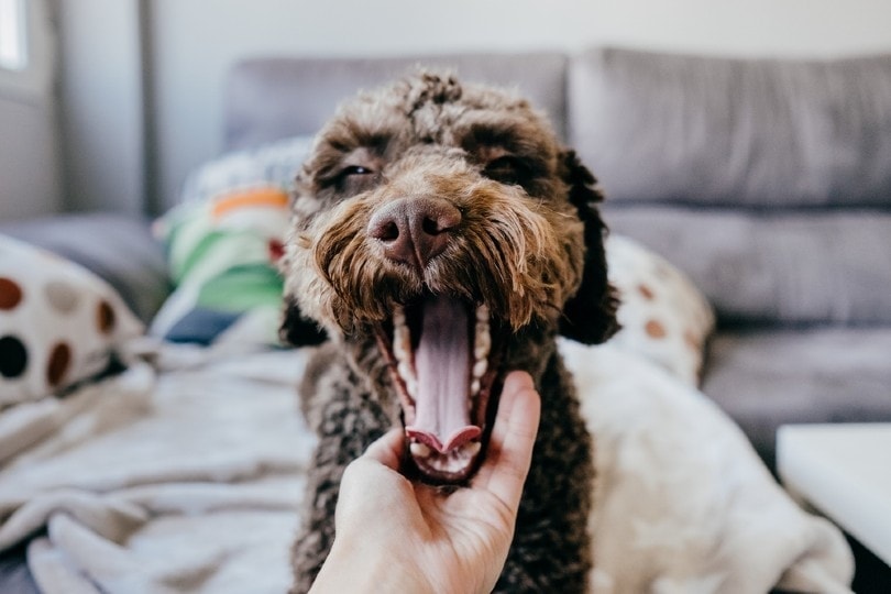 Are Dogs’ Mouths Cleaner Than Humans'? Vet-Approved Facts
