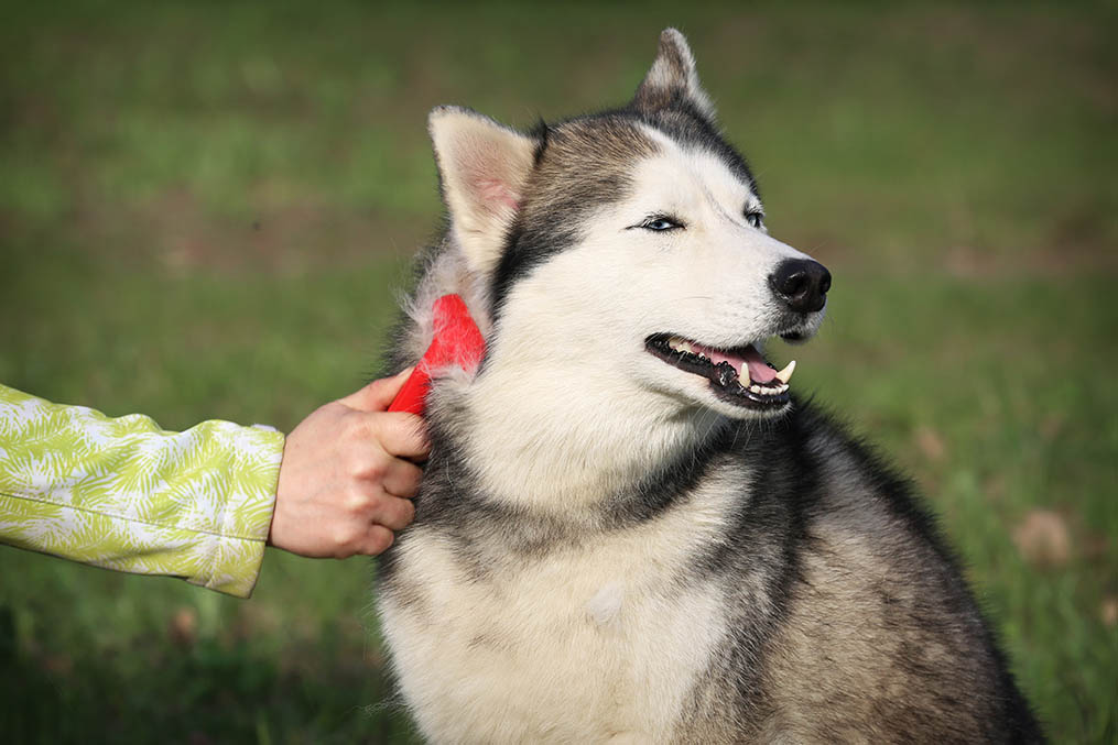 8 Best Undercoat Rakes for Huskies - 2026 Reviews & Top Picks