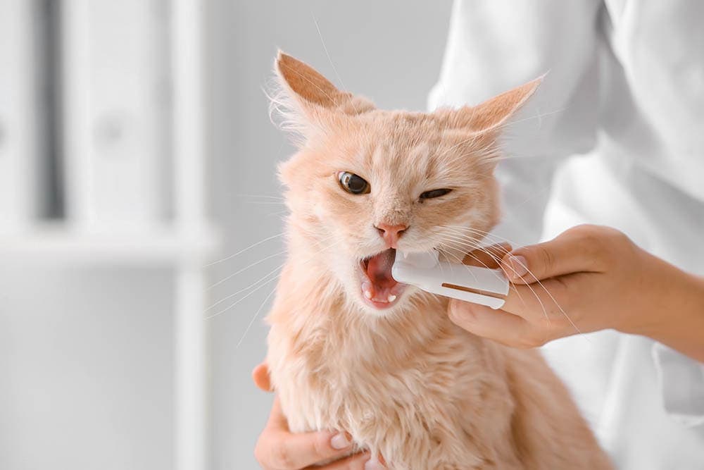 How Much Does Cat Teeth Cleaning Cost? 2026 Price Update