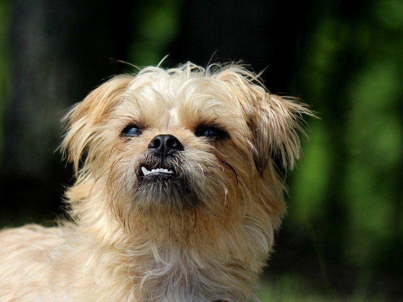 Brussels Griffon: Pictures, Info, Temperament & Traits