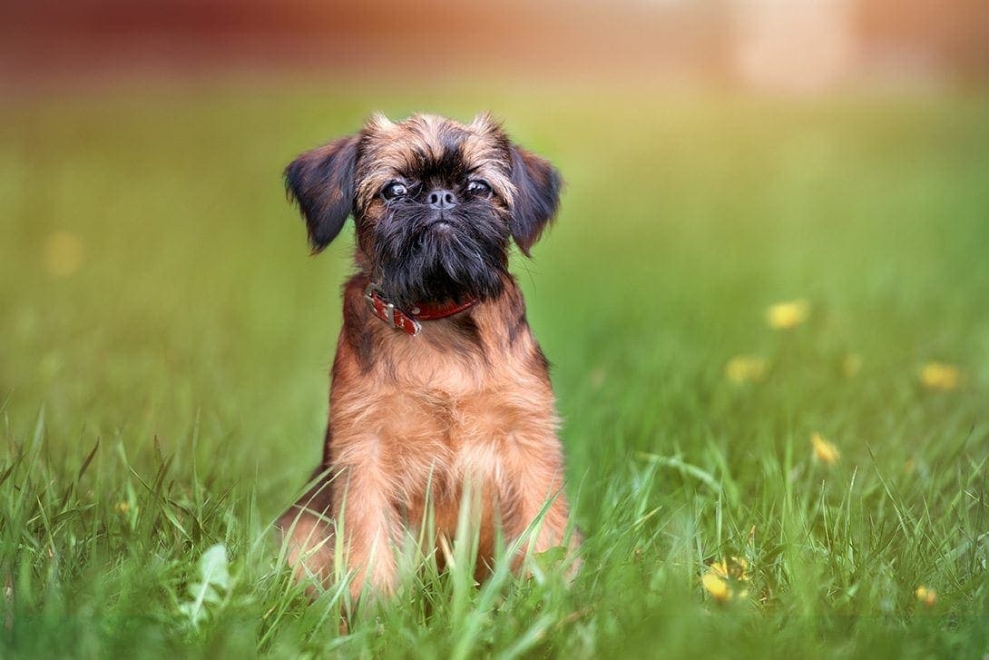 14 Dog Breeds with Short Snouts: Info, Pictures, & Vet-Reviewed Health Details
