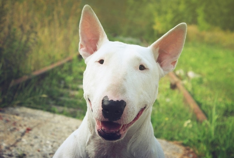 What Kind of Dog Did General Patton Have? Cool Historical Facts