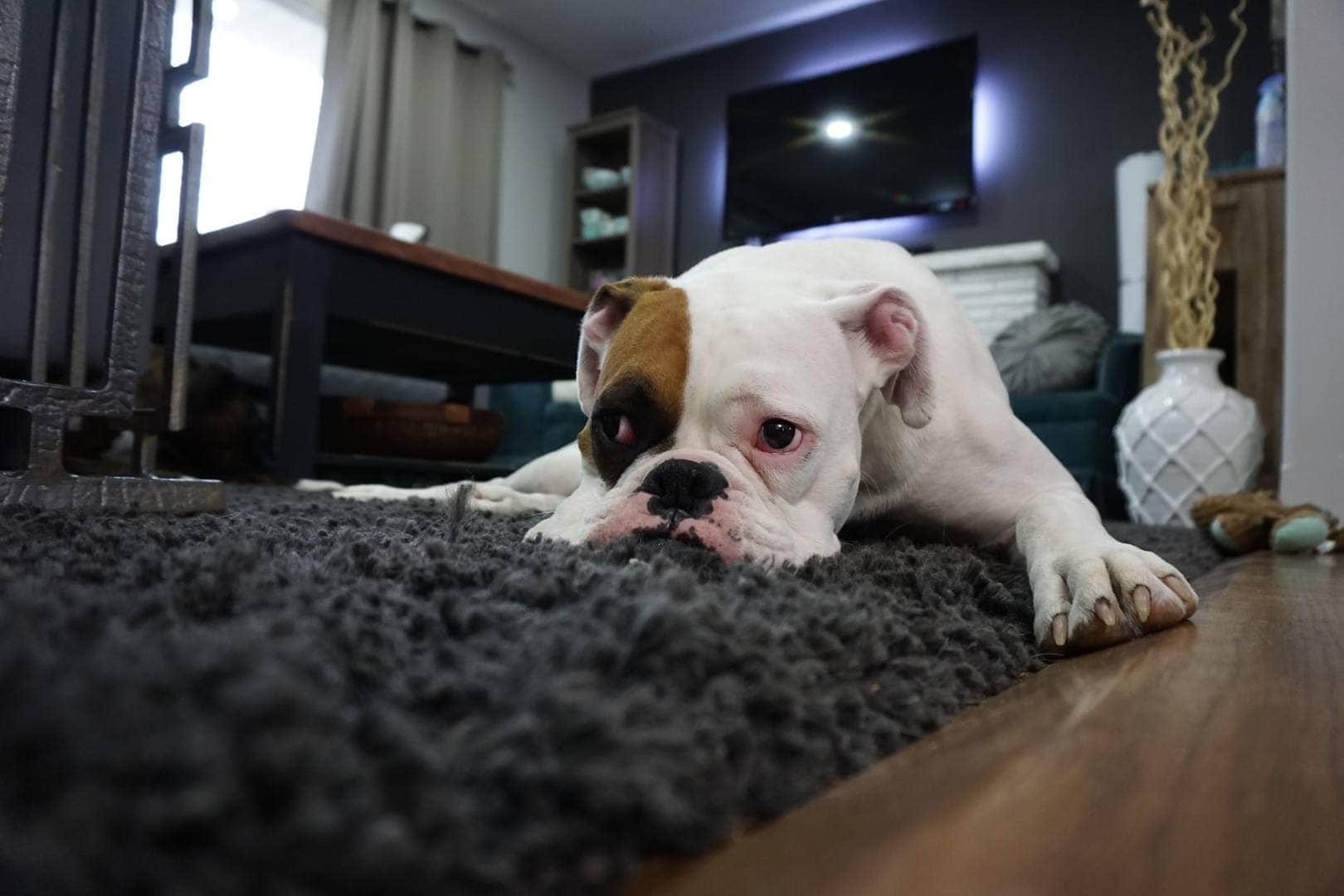 How to Get Rid of Dog Poop Smell in the House: 5 Effective Methods