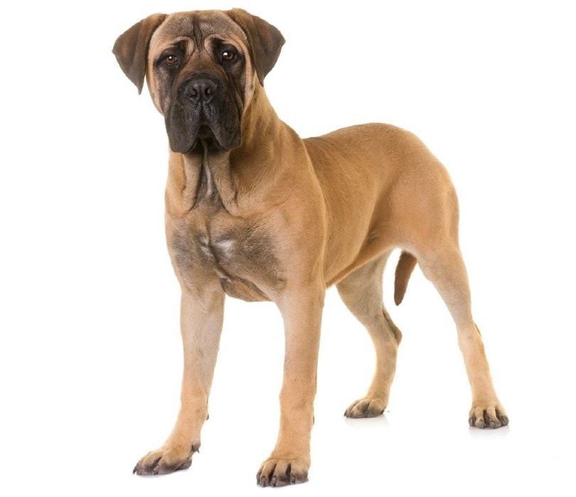 How Much Does a Bullmastiff Cost? 2026 Price Guide