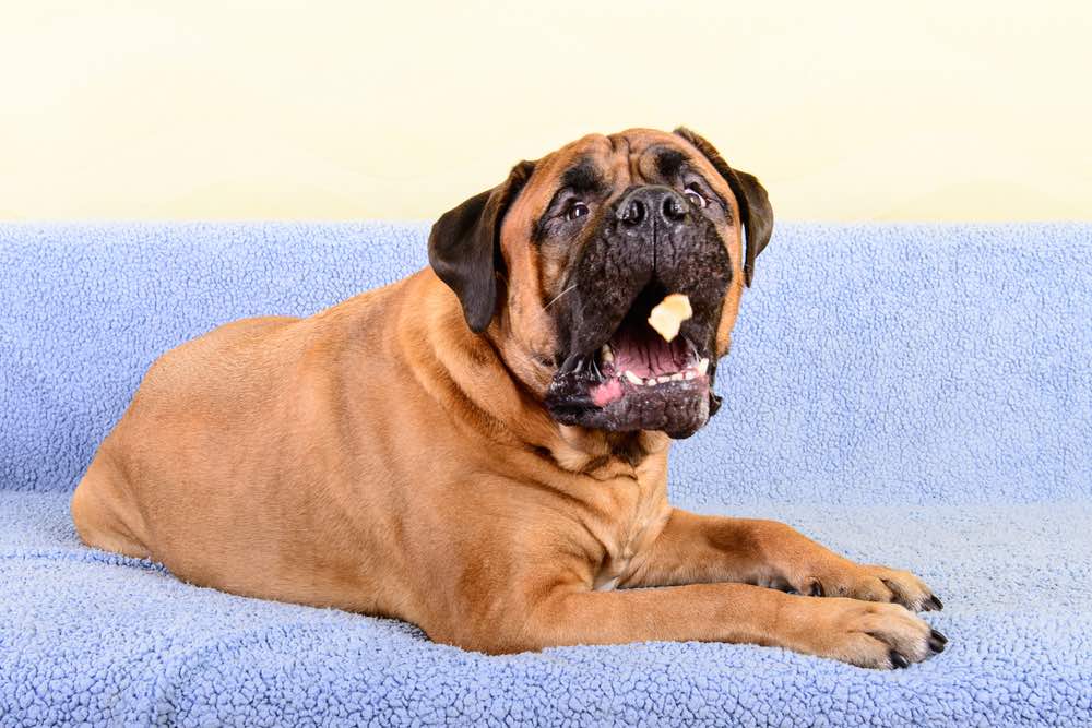 8 Different Types of Mastiff Dog Breeds (With Info & Pictures)