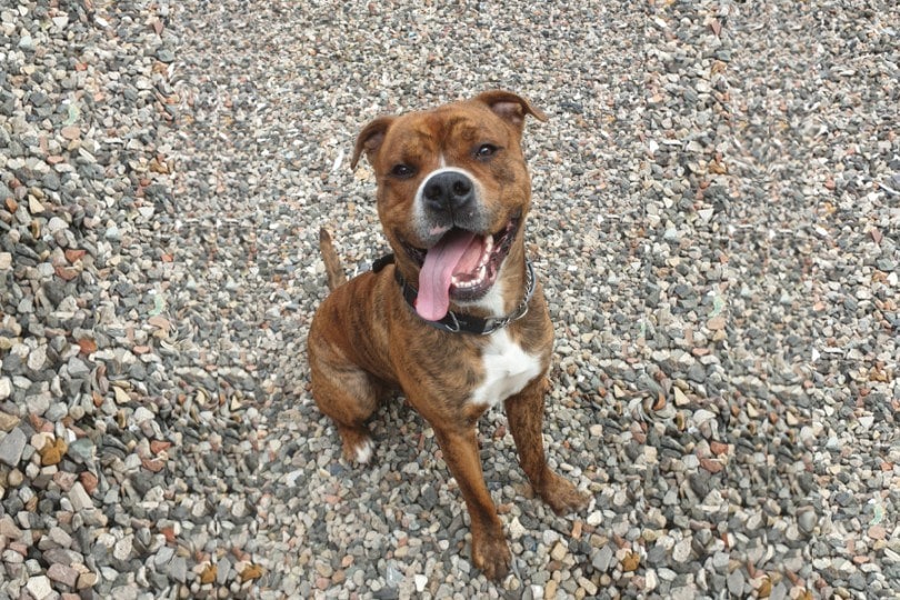 English Bullweiler (English Bulldog & Rottweiler Mix): Info, Pictures, Facts