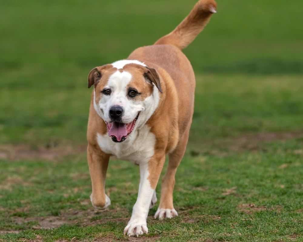 Bully Basset (Bulldog & Basset Hound Mix): Info, Pictures, Facts