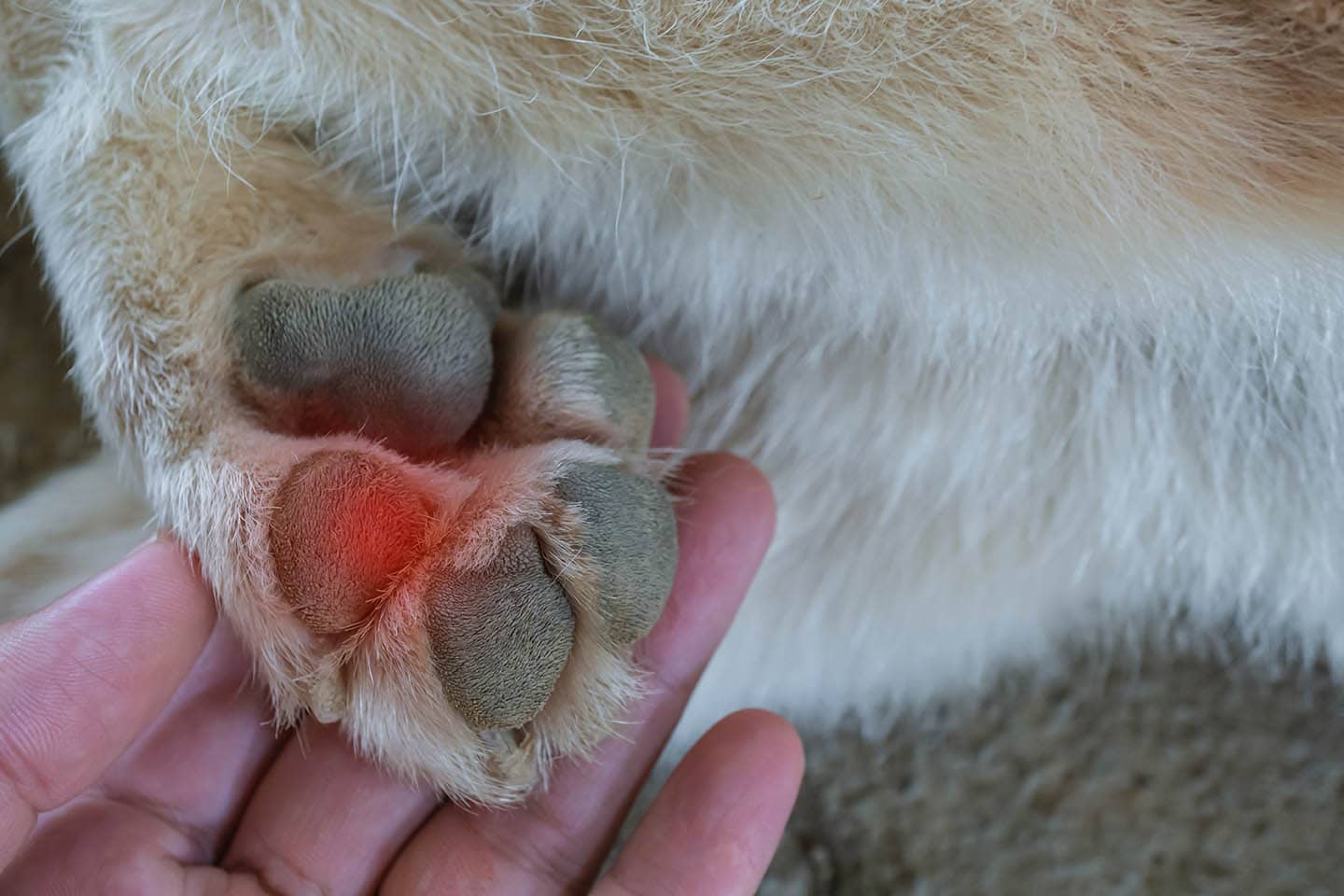 Burned Dog Paws: Signs, Prevention & Treatment (Vet Answer)