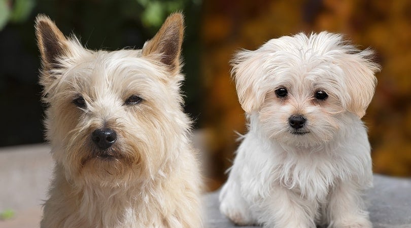 Cairn Terrier & Maltese Mix (Cairmal): Info, Pictures, Characteristics & More