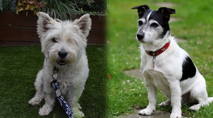 Cairn Terrier Jack Russell Mix (JaCairn): Info, Pictures, Characteristics & More
