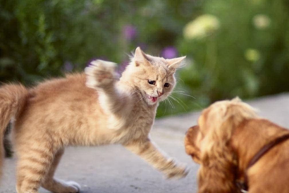 Dog Got Scratched by a Cat? Our Vet Explains What to Do