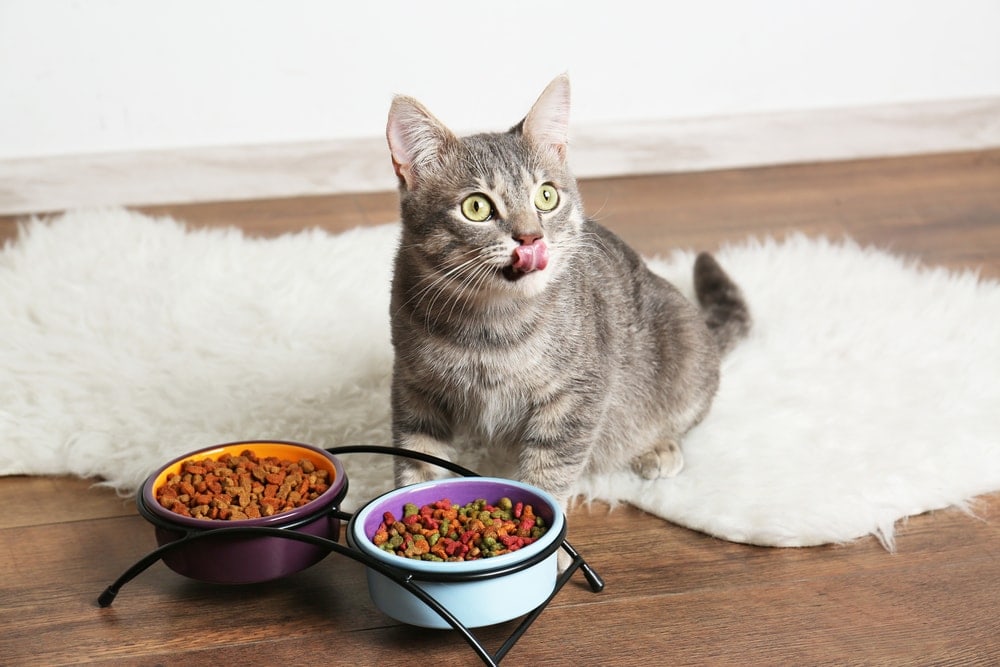 6 Best Cat Foods for Kidney Disease in Canada – 2026 Reviews & Top Picks