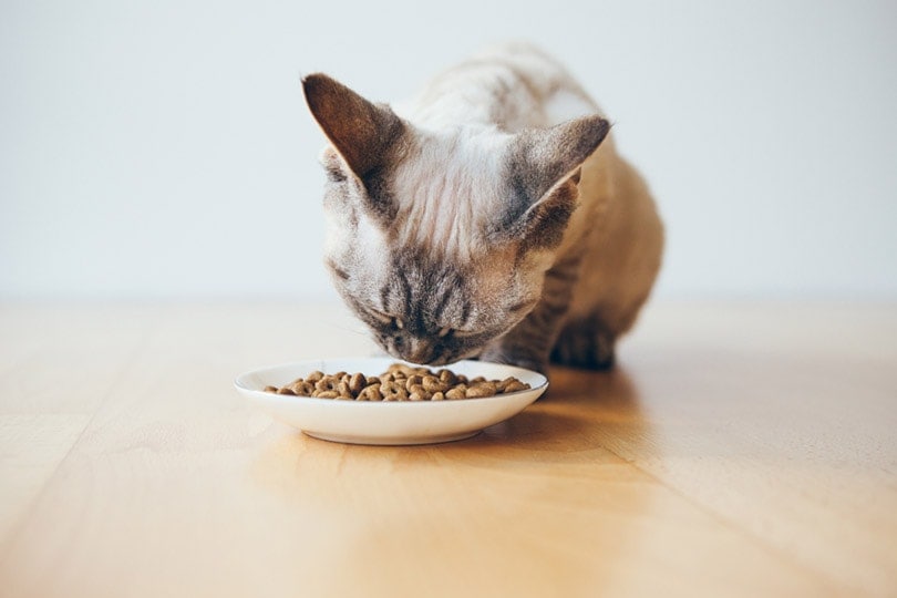 Why Does My Cat Try to Bury, Scratch, Cover, or Paw Their Food? 4 Possible Reasons