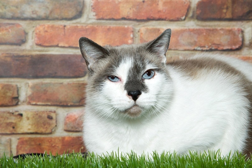 Why Does My Cat Squint at Me? 4 Vet-Verified Reasons