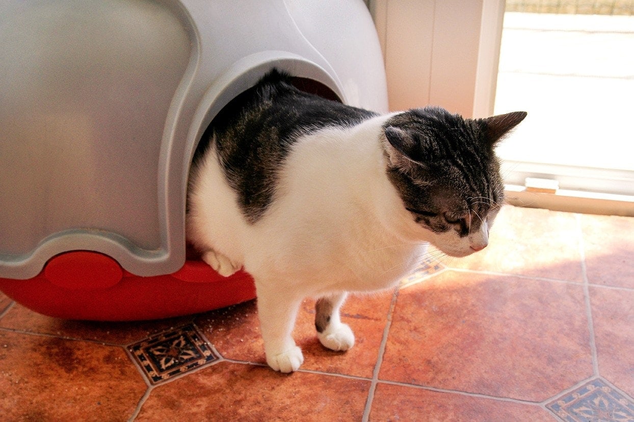 3 DIY Mess-Free Litter Box Plans (With Pictures)