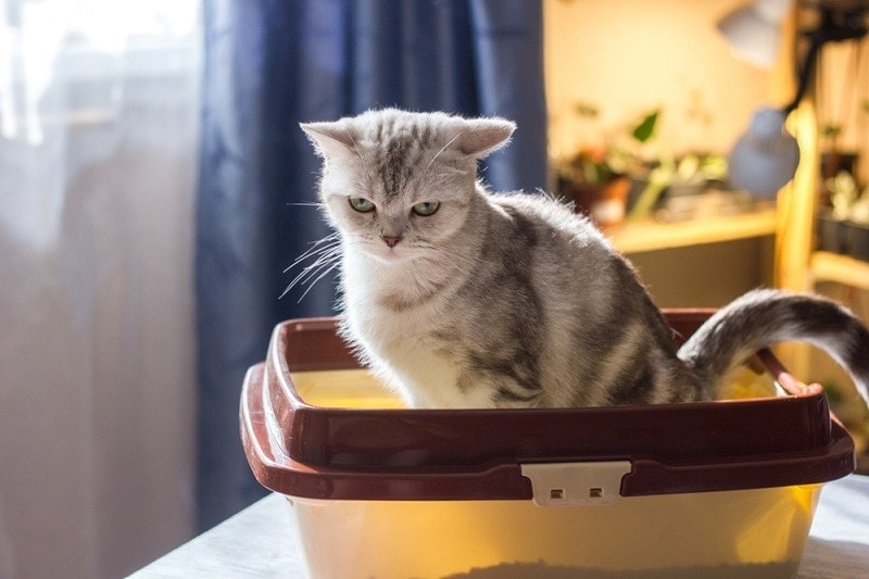 I Found Blood in My Cat’s Urine: Vet Approved Advice & FAQs