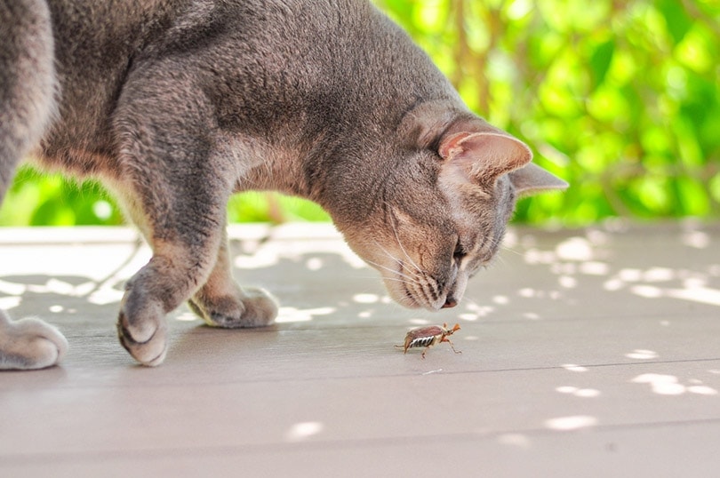 Do Cats Eat Bugs & Insects? Nutrition Facts & FAQ (Vet Answer)