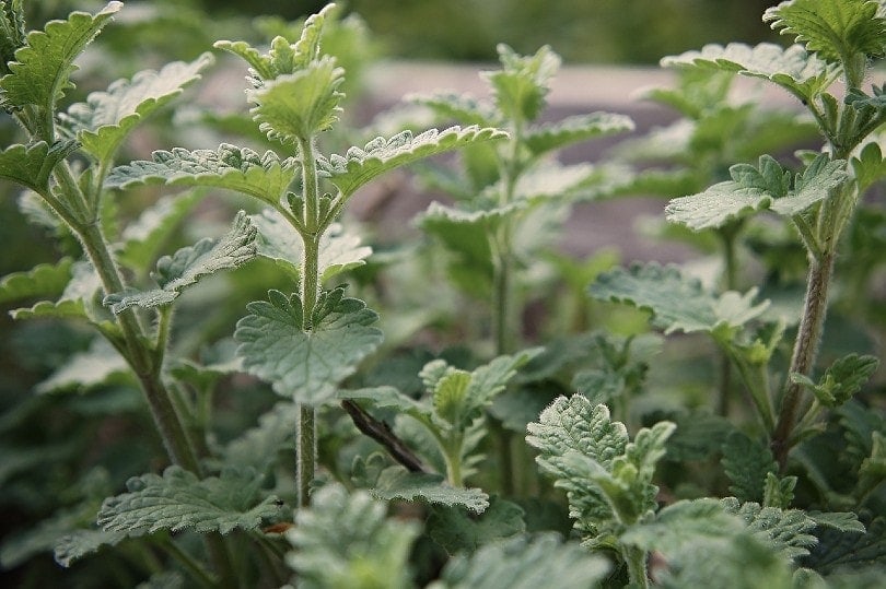 Is It True That Cats Can Be Allergic to Catnip? Feline Facts & Alternatives (Vet-Reviewed Info)