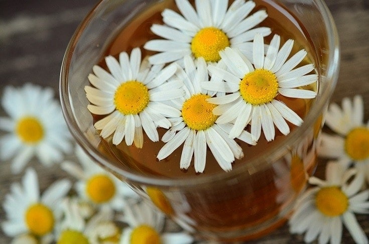 Is Chamomile Toxic to Cats? Vet-Reviewed Facts & Tips