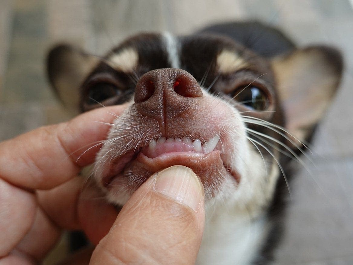 How Much Does Dog Teeth Cleaning Cost? (2026 Update)