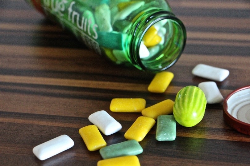 Can Dogs Eat Gum? Is Gum Safe for Dogs?