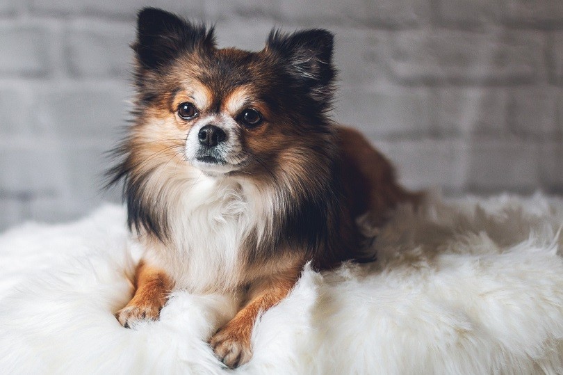 23 Chihuahua Mixed Breeds (With Info & Pictures)