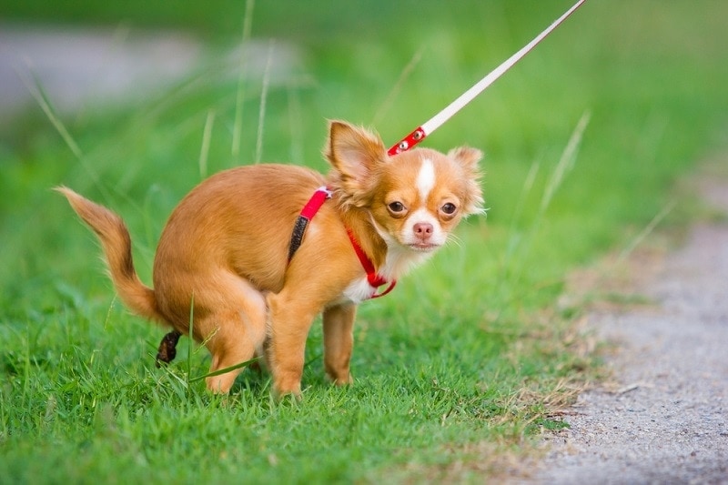 What Should Puppy Poop Look Like? Vet-Approved Feces Guide & What to Look For