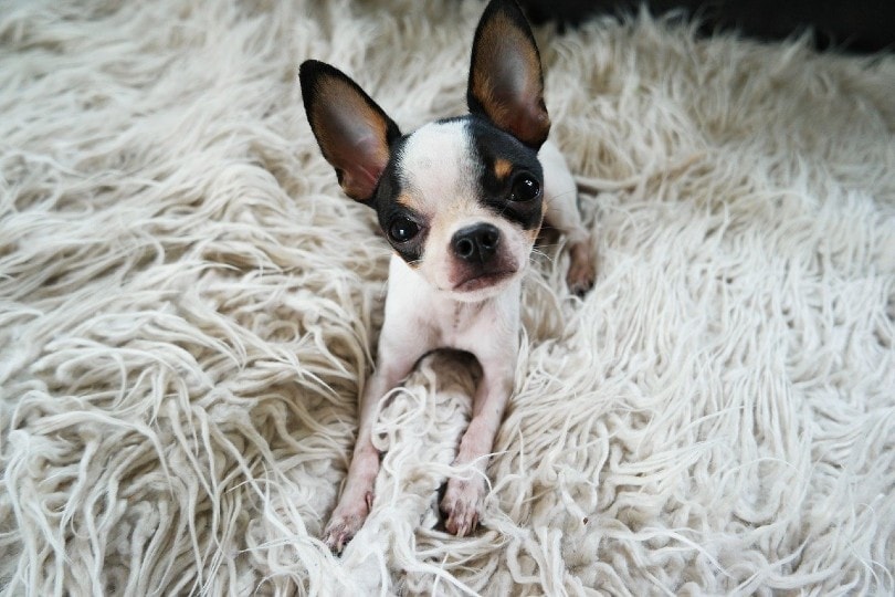How to Discipline a Puppy: 7 Humane & Easy Training Tips
