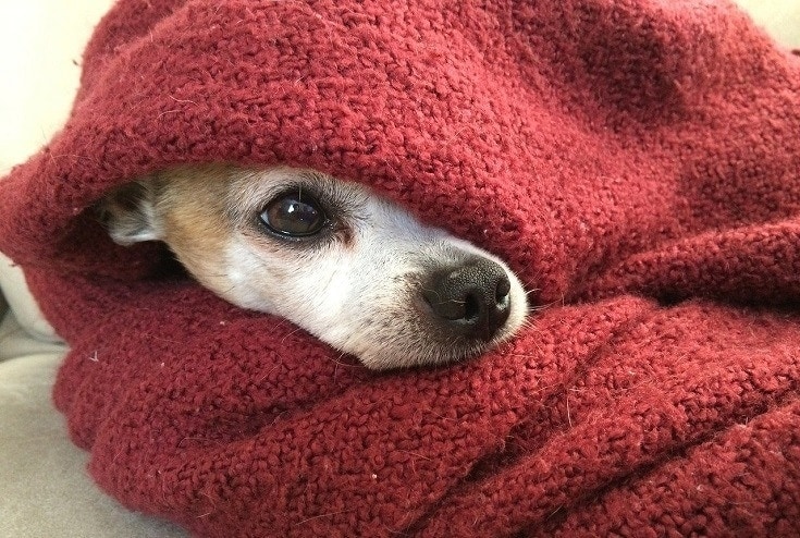 Why Does My Dog Steal My Blanket? 5 Vet-Verified Reasons & How to Stop It