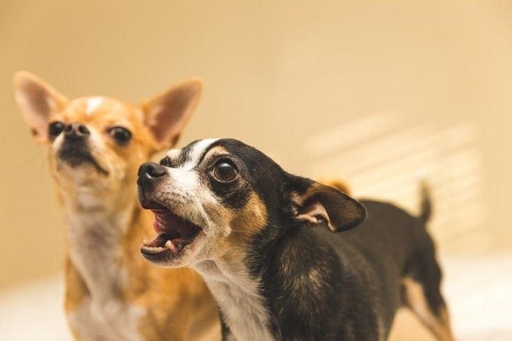 Top 10 Most Vocal Dog Breeds (With Info & Pictures)