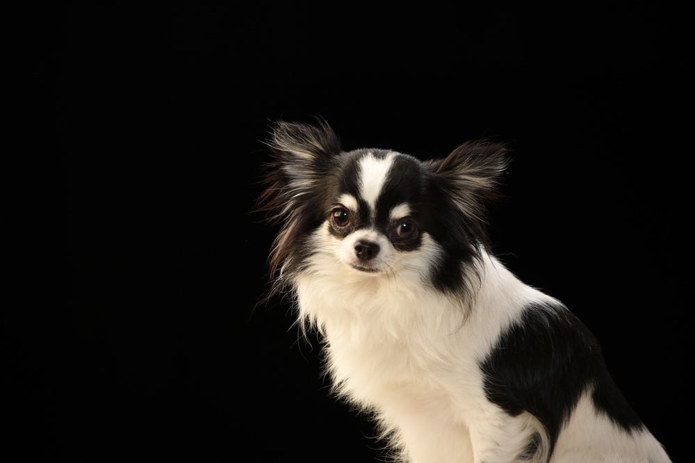 Chin-Wa (Japanese Chin & Chihuahua Mix): Info, Pictures, Characteristics & Facts