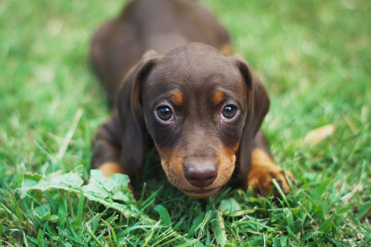 7 Best Puppy Foods for Dachshunds in 2026 - Reviews & Top Picks