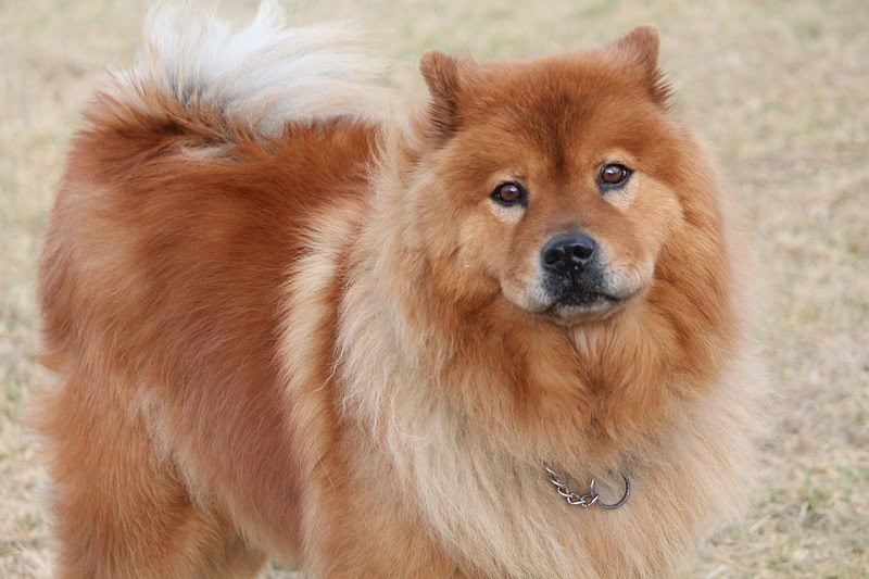 8 Orange Dog Breeds: Info, Pictures, Facts & History