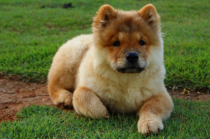 7 Dog Breeds Prone to Elbow Dysplasia: Vet Reviewed Info