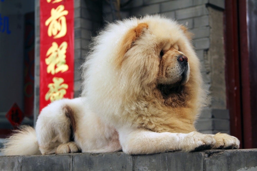 Top 10 Dogs That Look Like Lions (With Pictures)