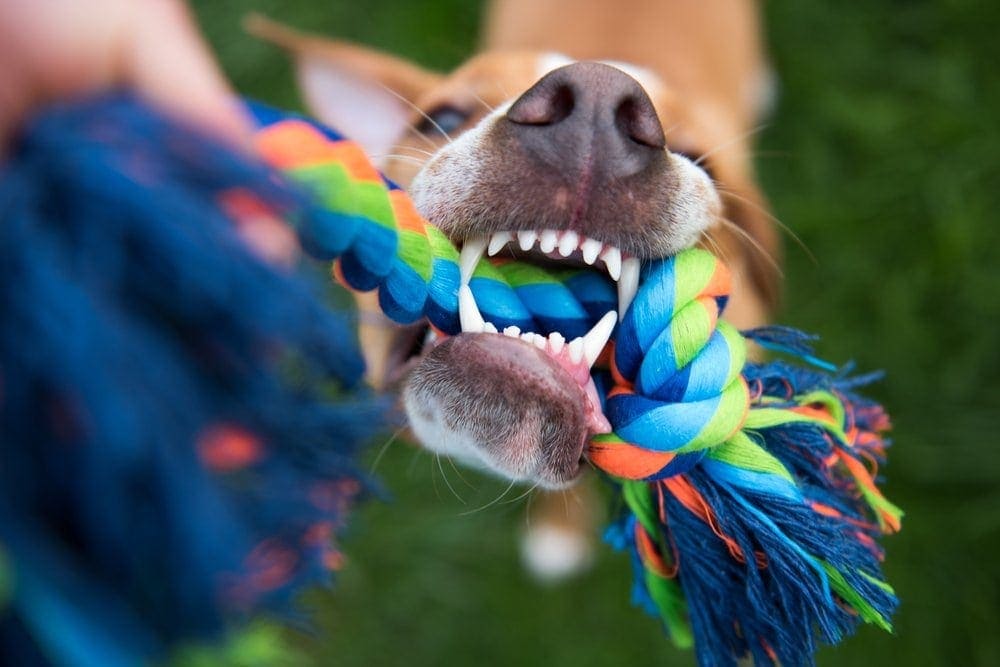 10 Best Dog Toys - 2026 Reviews & Top Picks