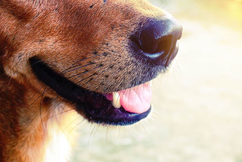 Do Dog Whiskers Grow Back? Vet-Verified Facts & Anatomy