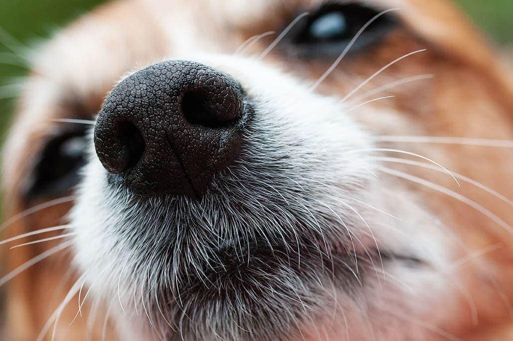 Why Do Dogs Have Whiskers? Vet-Reviewed Facts & FAQ