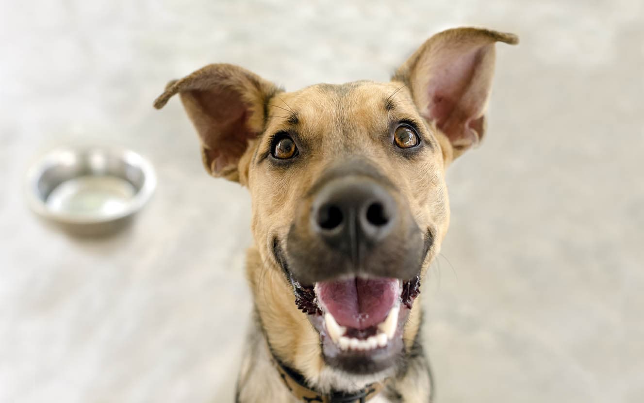 How to Tell If Your Dog Is Happy: 10 Signs to Look For