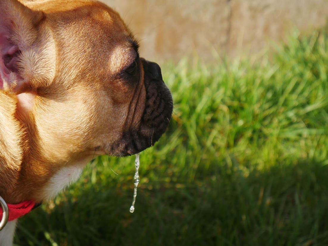 Why Does My Dog Drool Around Other Dogs? 6 Vet-Verified Reasons for This Behavior