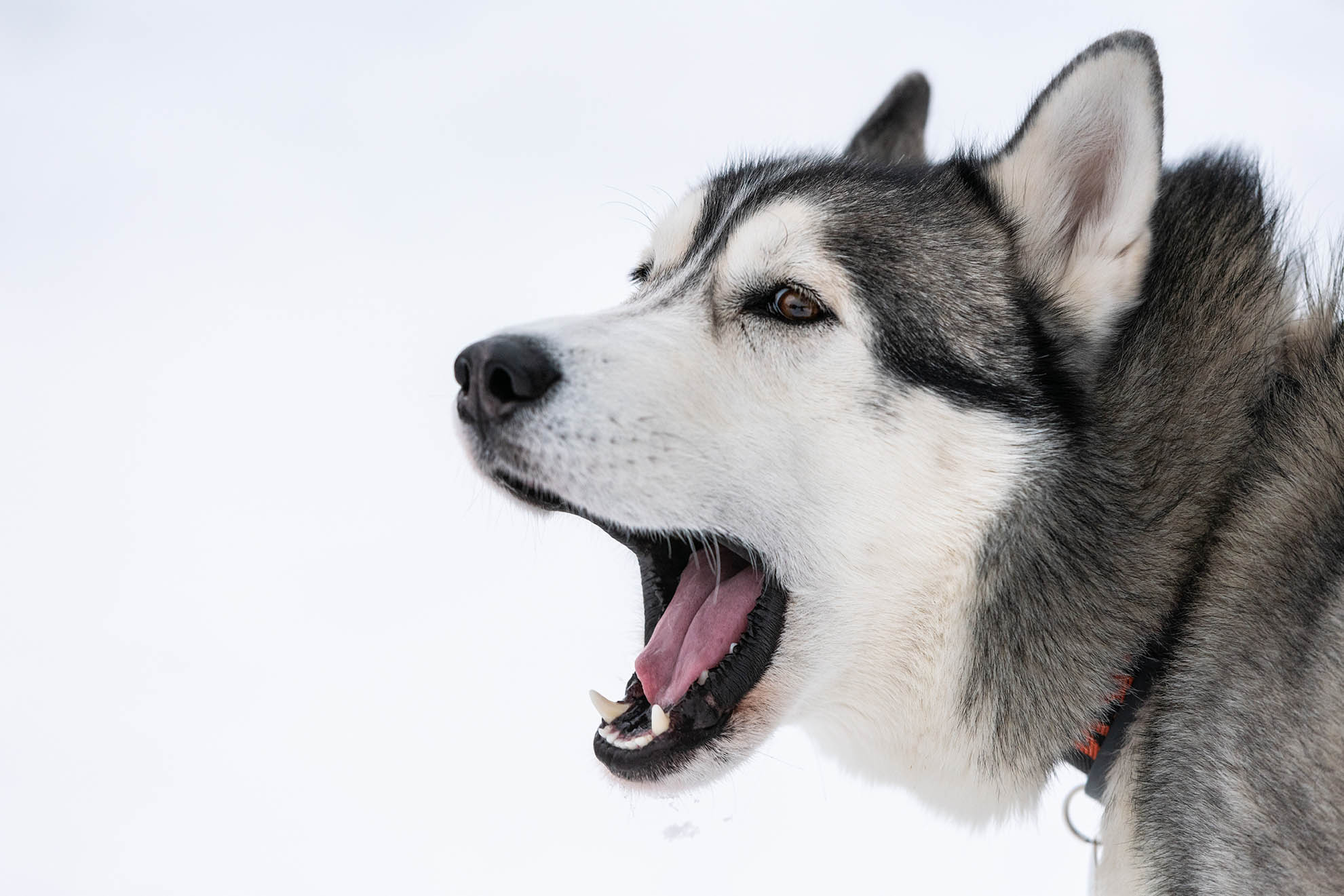Why Are Huskies So Vocal? 9 Reasons & Care Tips
