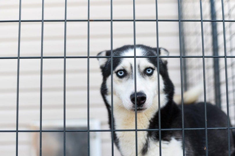 4 Dog Crate Alternatives For Dogs Who Hate Them