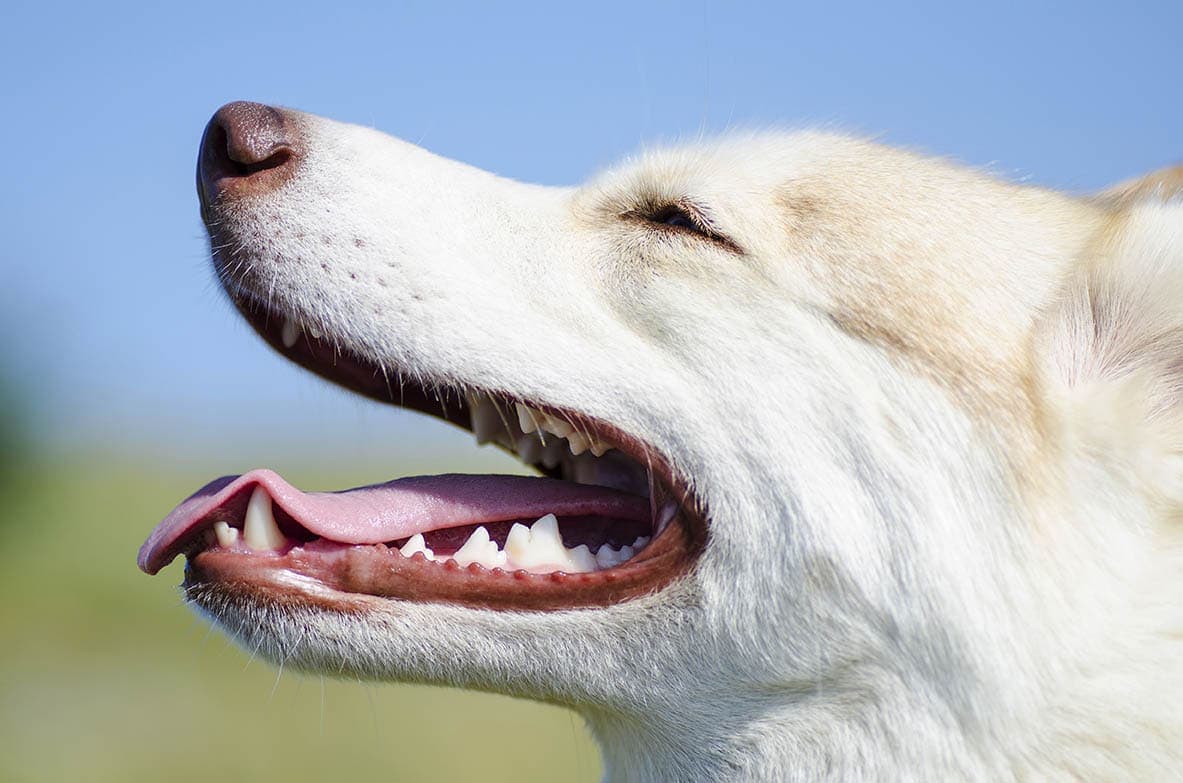 Dog’s Teeth Chattering: 10 Vet Reviewed Reasons & What to Do