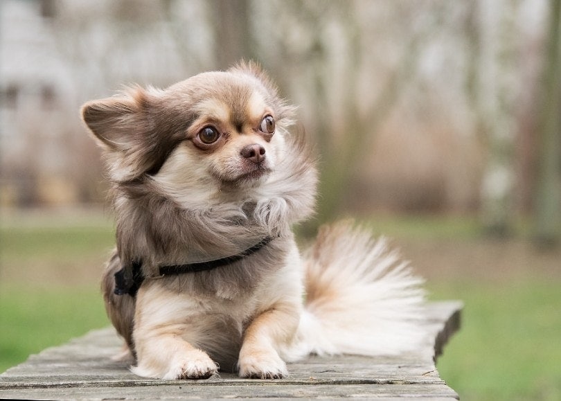 25 Smallest Dog Breeds in the World (With Info & Pictures)